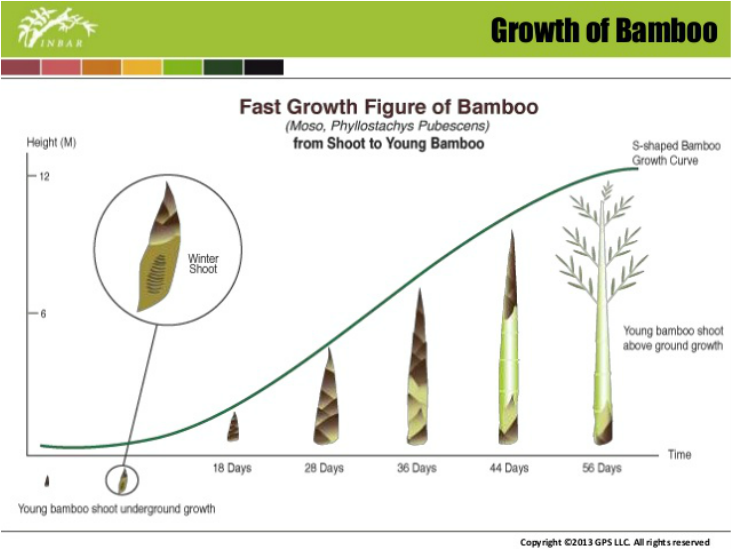 Bamboo Growth Rate Chart